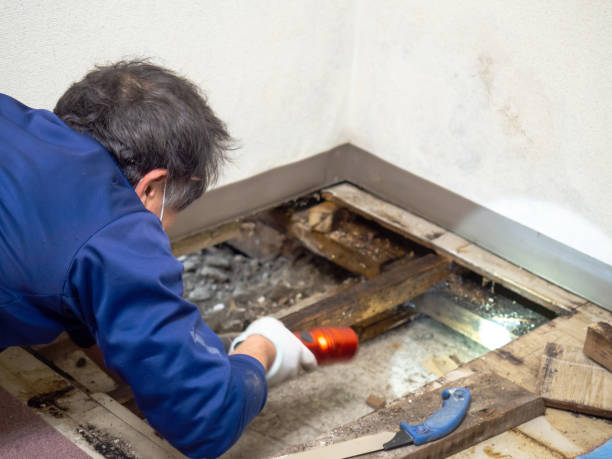 Best Mold Removal Company Near Me  in Seadrift, TX