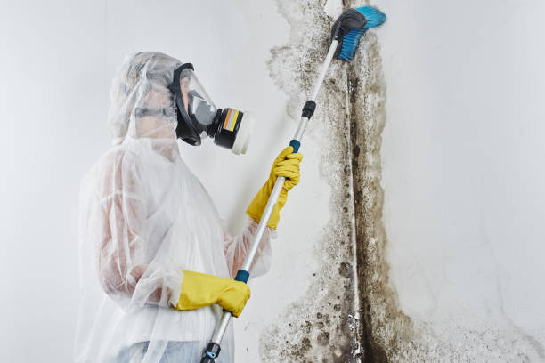 Best Toxic Mold Removal  in Seadrift, TX