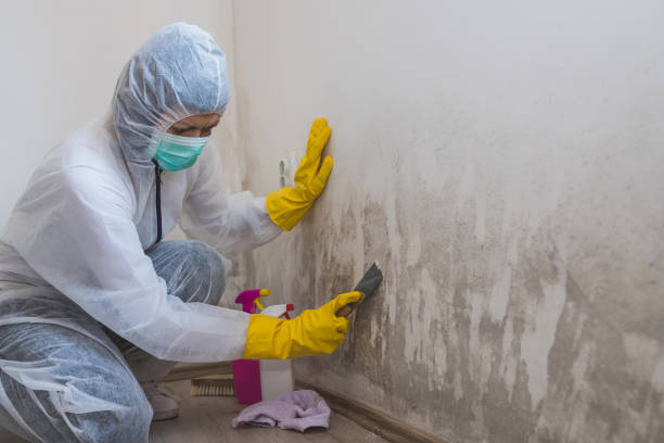 Best Toxic Mold Removal  in Seadrift, TX