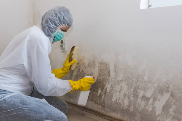 Best Home Mold Removal  in Seadrift, TX
