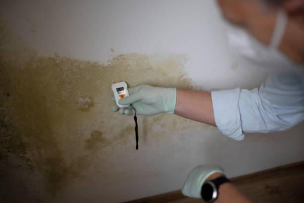 Best Fast Mold Removal  in Seadrift, TX