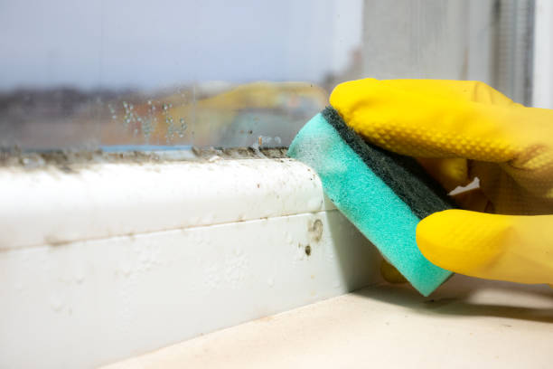 Best Fast Mold Removal  in Seadrift, TX