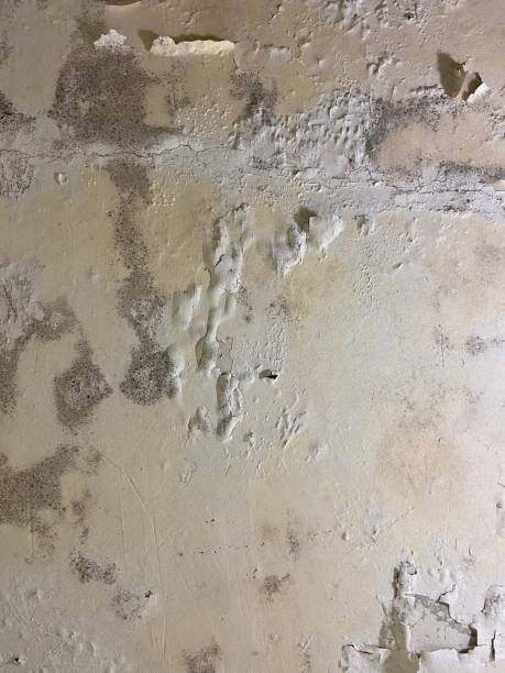 Best Crawl Space Mold Removal  in Seadrift, TX
