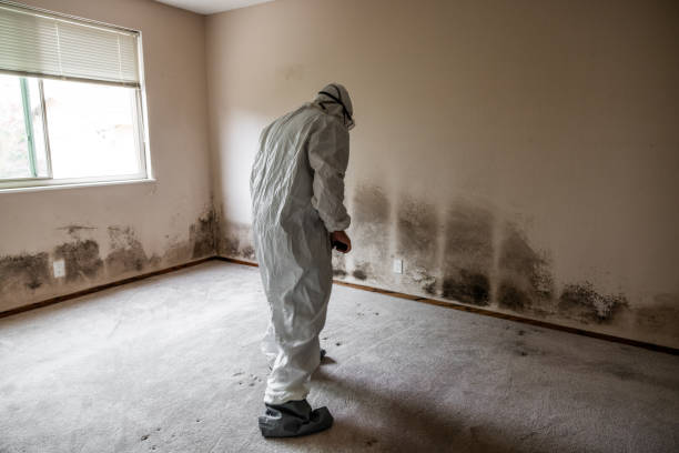 Best Toxic Mold Removal  in Seadrift, TX