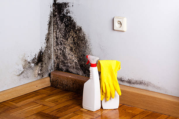 Best Toxic Mold Removal  in Seadrift, TX