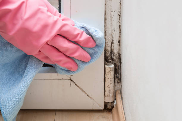 Best Affordable Mold Removal  in Seadrift, TX